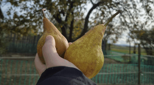 Birnen über Birnen gab es vor Kurzem im Wohnpark Ballenstedt