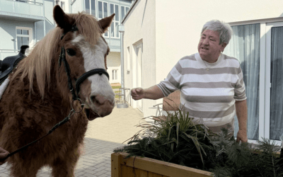 Steht ein Pferd im Wohnpark Bad Suderode…