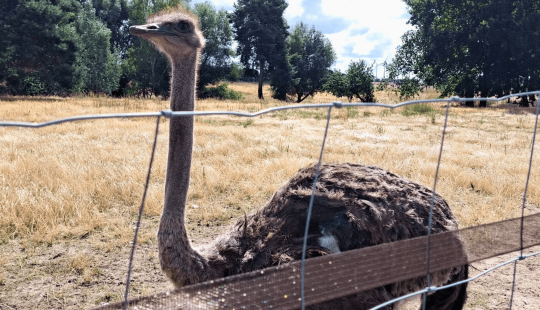 Wohnpark Tangerhütte entdeckt das Straußenland