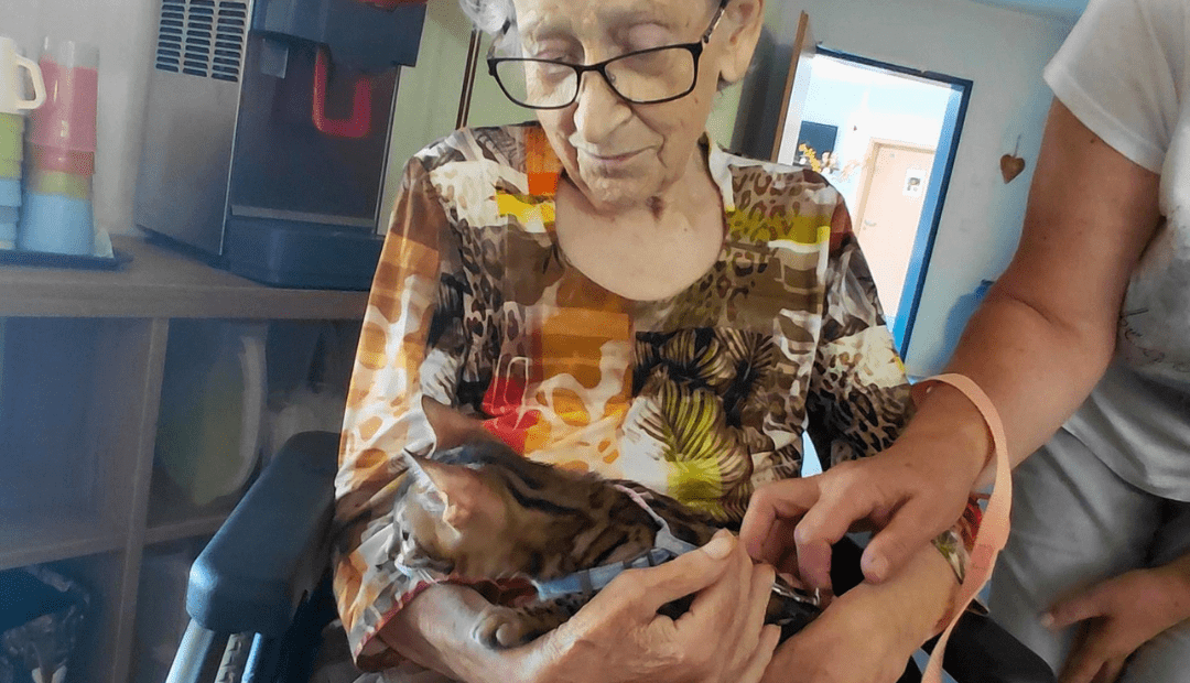Wohnpark Schwanebeck erlebt tierische Stunde mit Bengalkätzchen