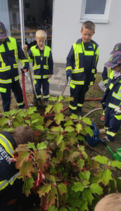 Die Eichenblättrige Hortensie erinnert künftig an die langjährige Partnerschaft zwischen Wohnpark und Kinderfeuerwehr. Foto: Humanas